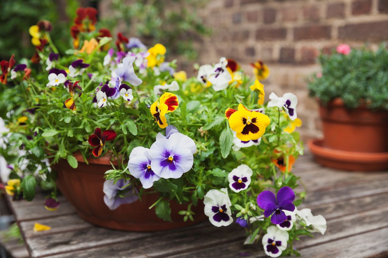 pansies in pot