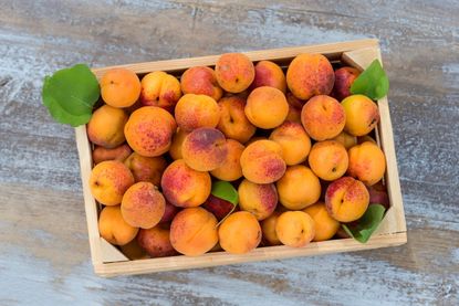 Wooden Box Full of Harvested Apricots