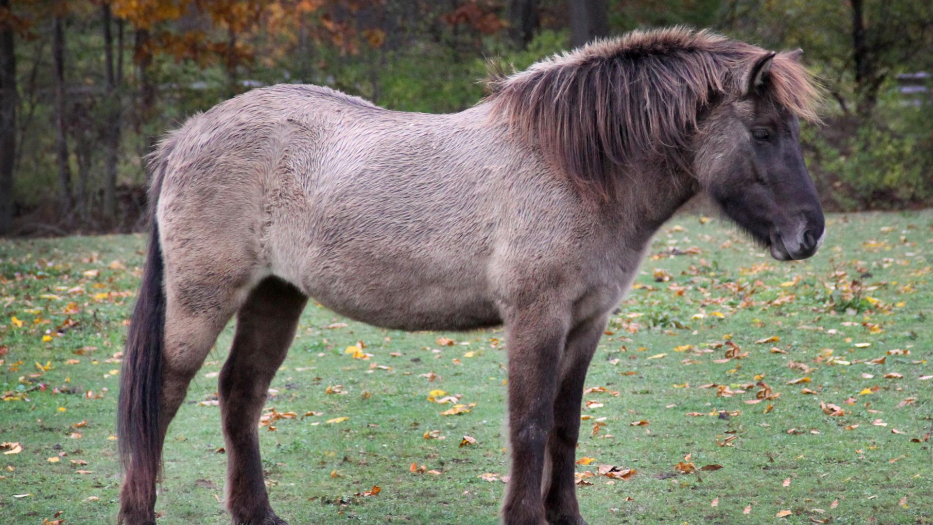 blue dun icelandic horse