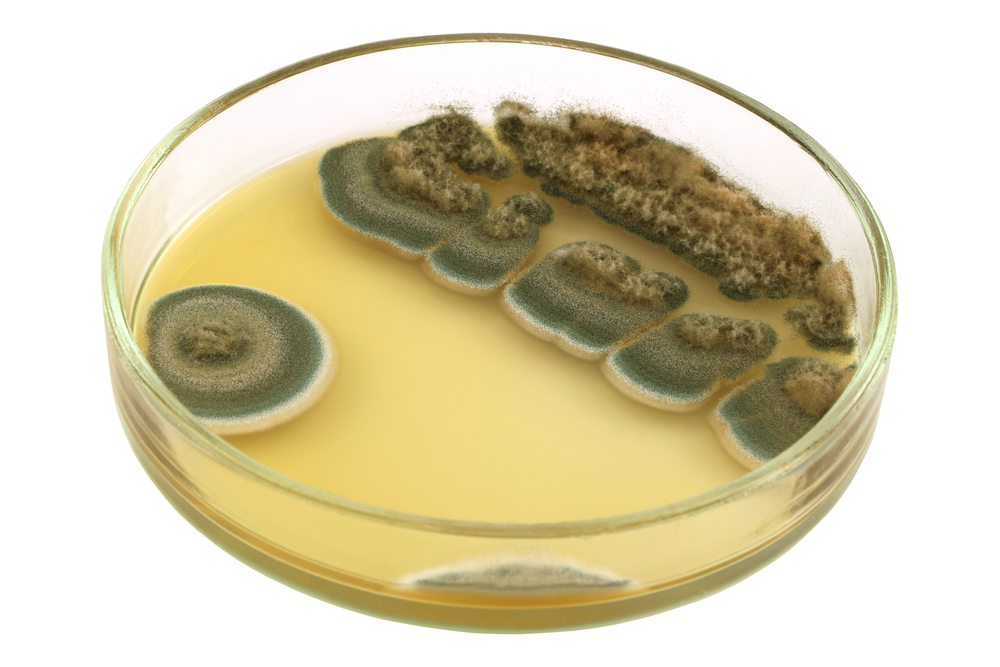 Penicillium mold growing in a petri dish.