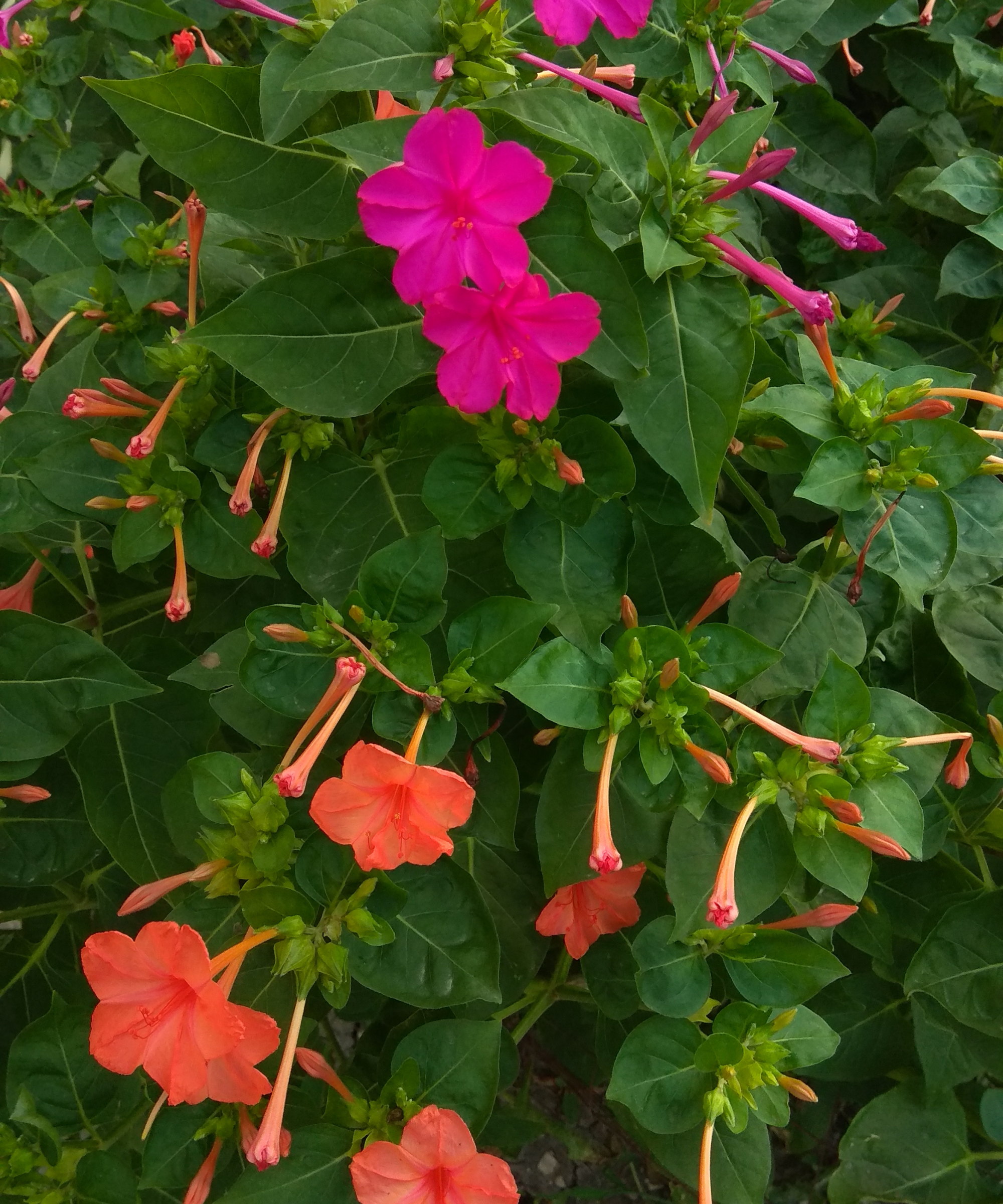 Orange and pink flowers of a four o&#039;clock plant stand out against its dark foliage