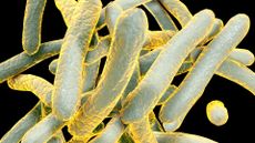 an illustration of the rod-shaped bacteria that cause tuberculosis