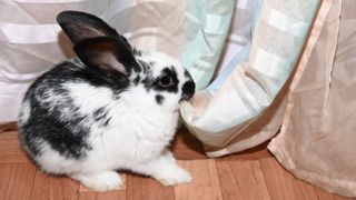 Rabbit chewing curtain