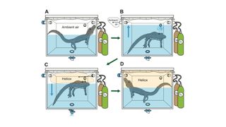 Scientists induced alligators to bellow in a sealed chamber flooded with heliox, a mixture of oxygen and helium, in a study that won the Ig Nobel in Acoustics.