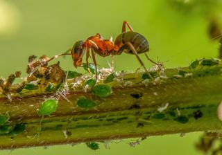 GuruShots - Macro Vision