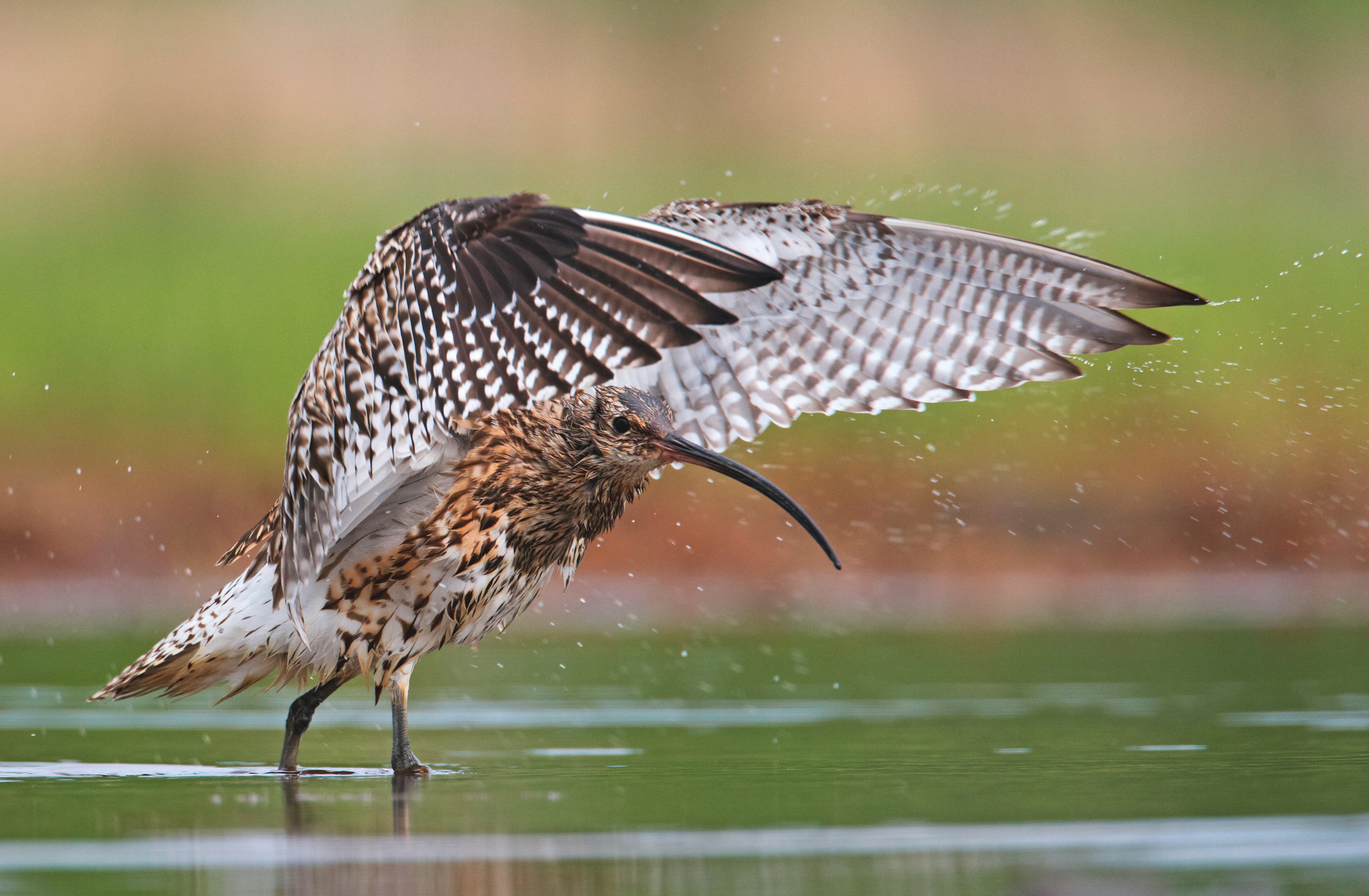 Curlew (Numenius arquata). Adult walking in shallow water with wings opened.