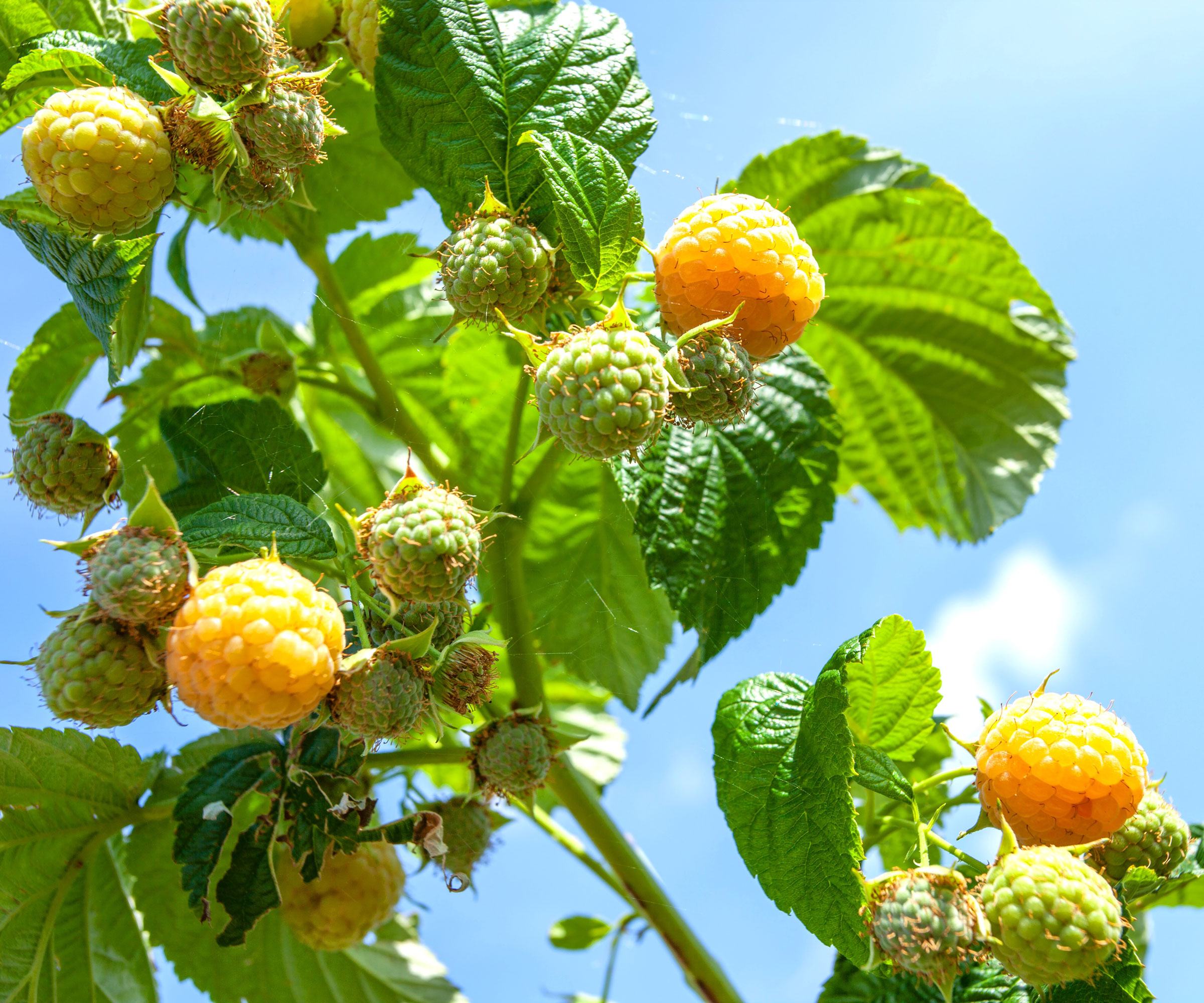 ripening raspberries with golden yellow fruits against blue sky