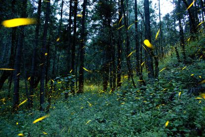 Fireflies in the woods of Piedra Canteada