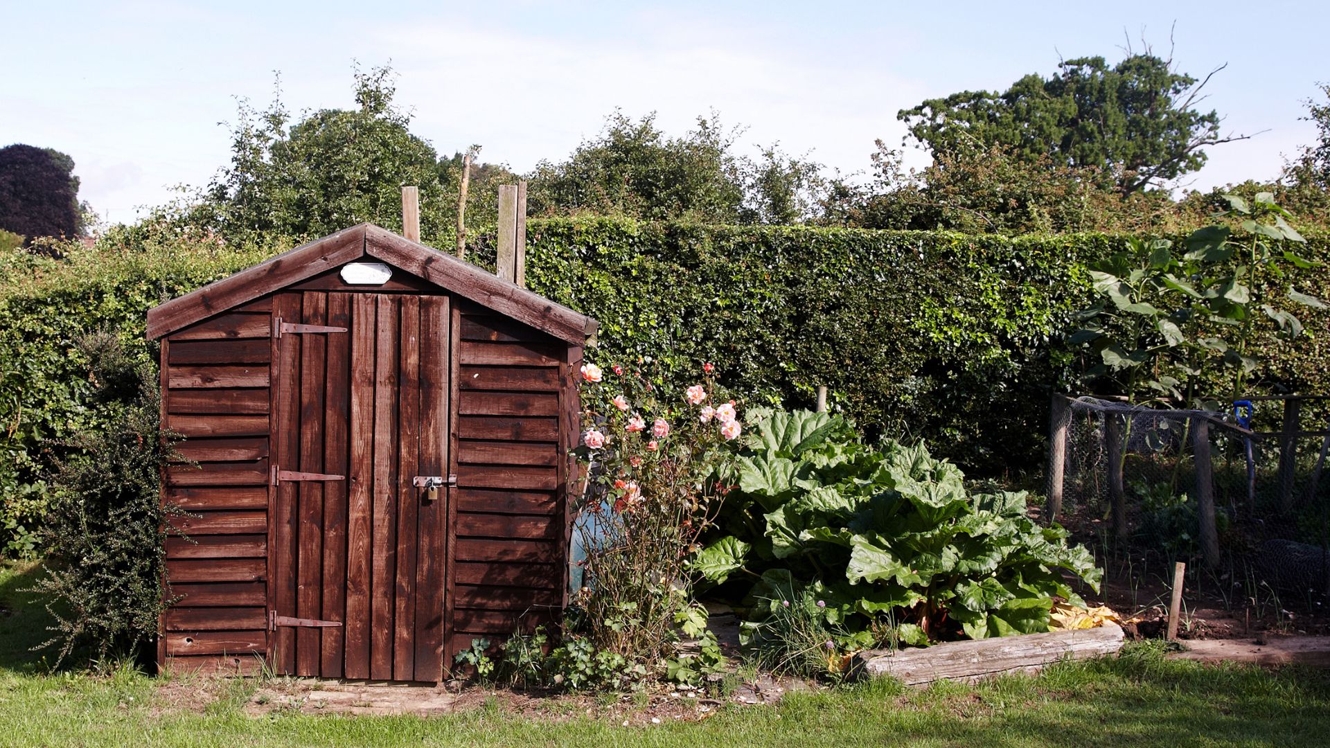 picture of wooden shed in english garden