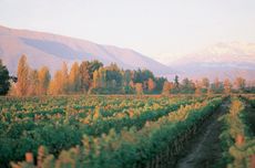 Puente Alto vineyard