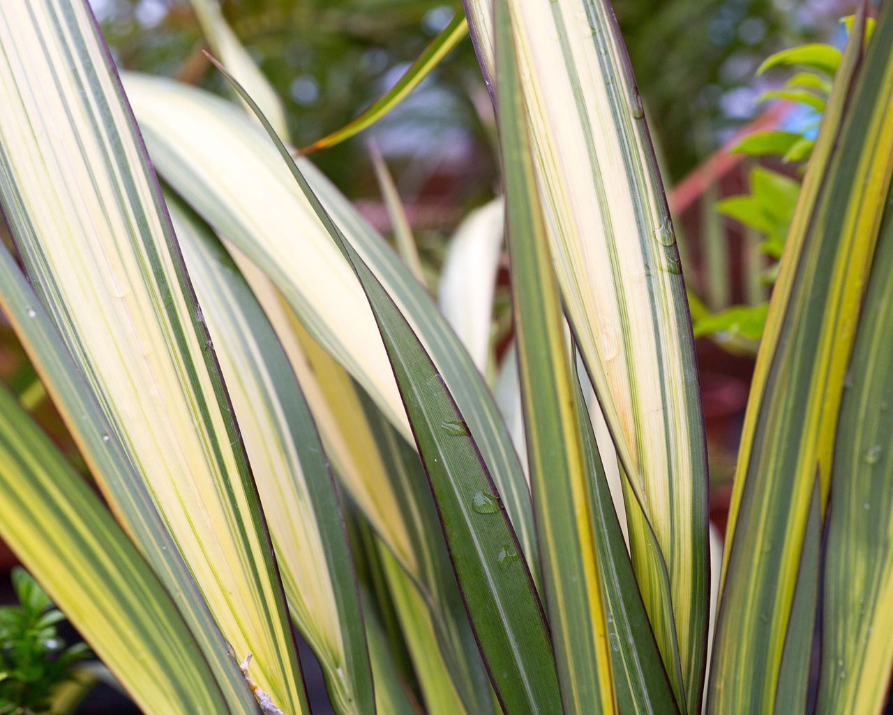 Best coastal plants: 21 top choices that will thrive near the ocean ...