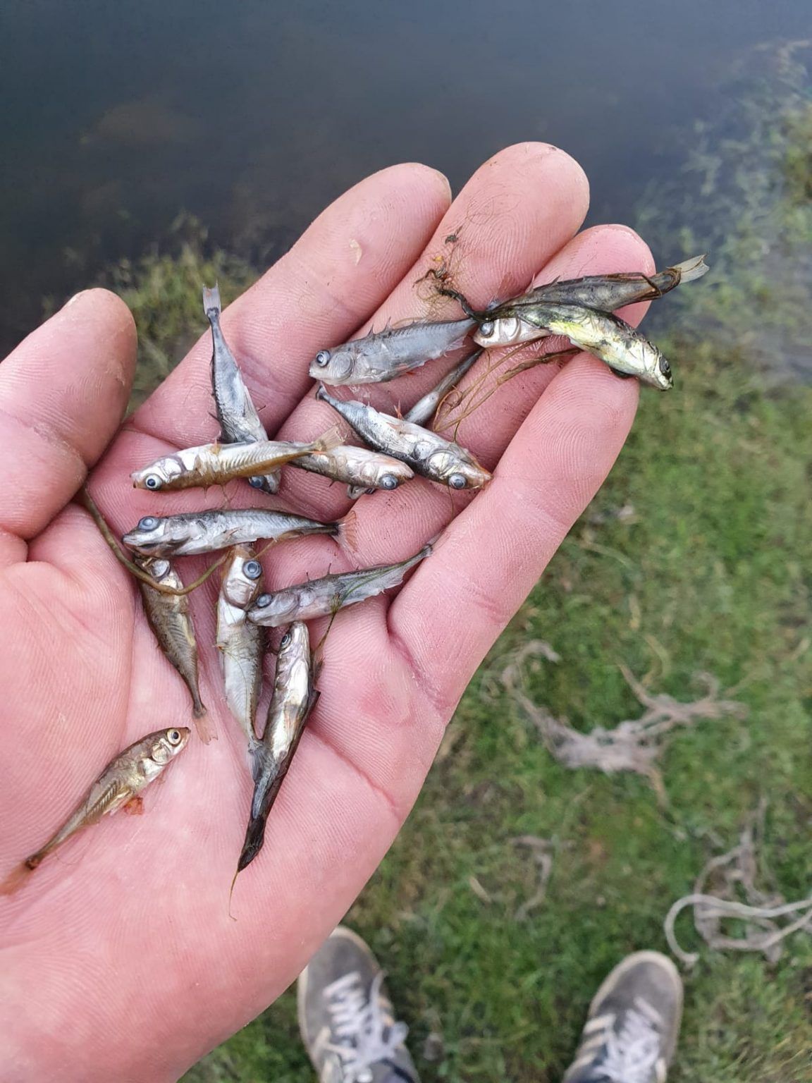 Covid19 prevents help for new angling venue struck by fish death