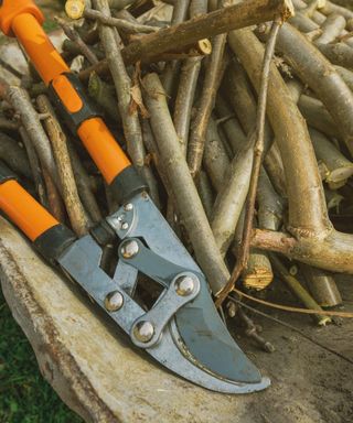 Pruning a shrub with a pair of loppers