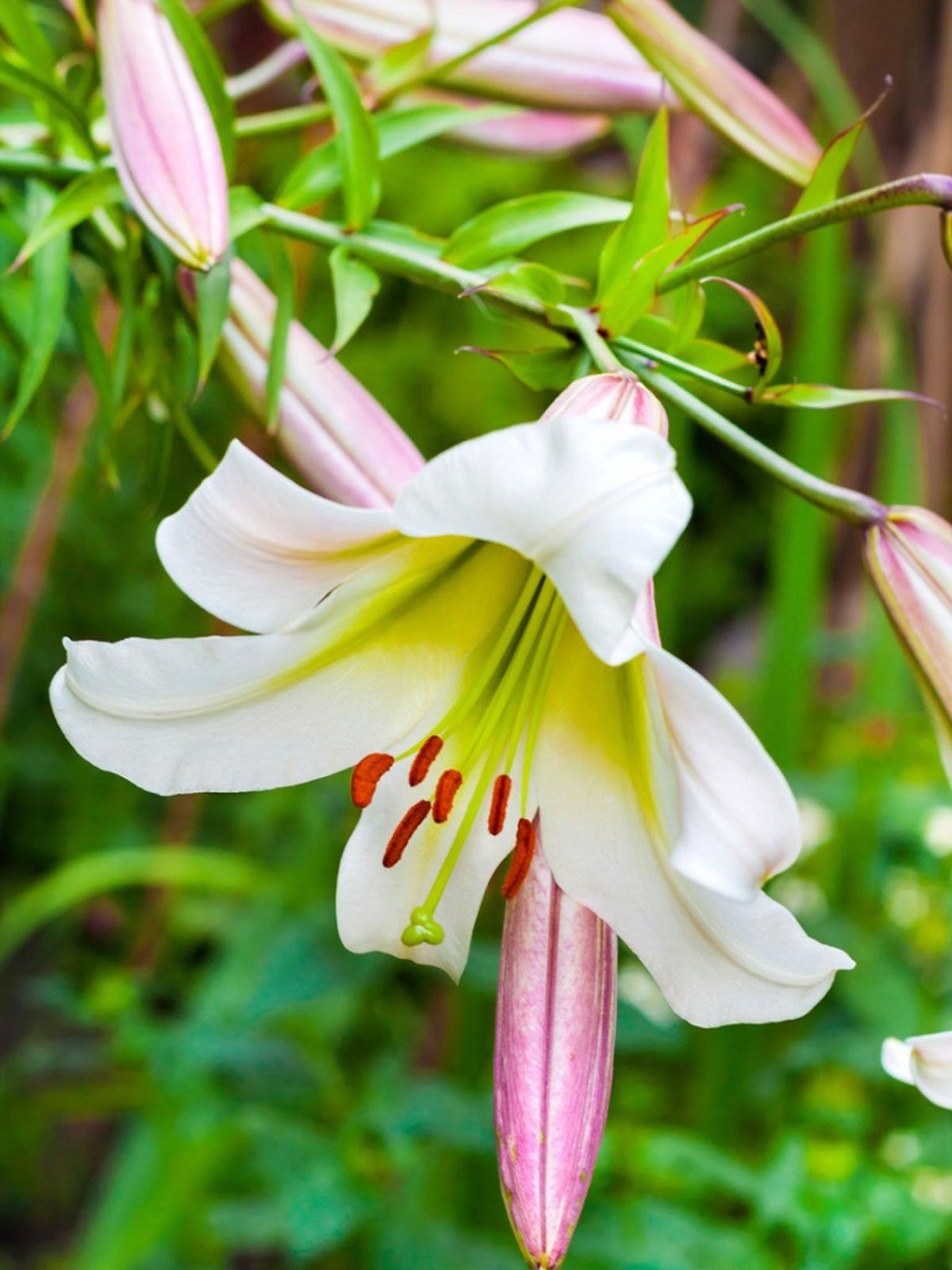 Close Up Of A Regal Lily