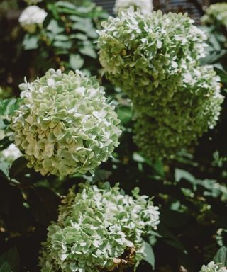 Green and white limelight hydrangea flowers