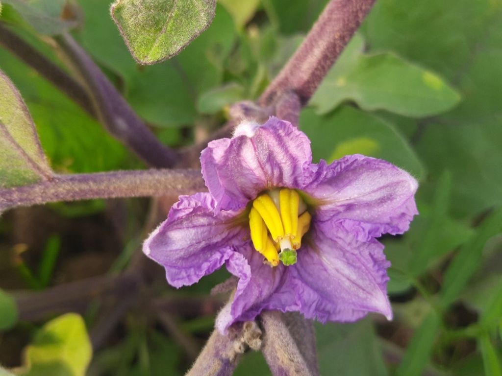 Eggplant Flower Drop Why Eggplant Blossoms Fall Off Gardening Know How