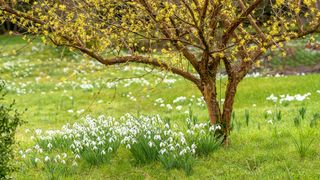 snowdrops growing beneath witch hazel tree