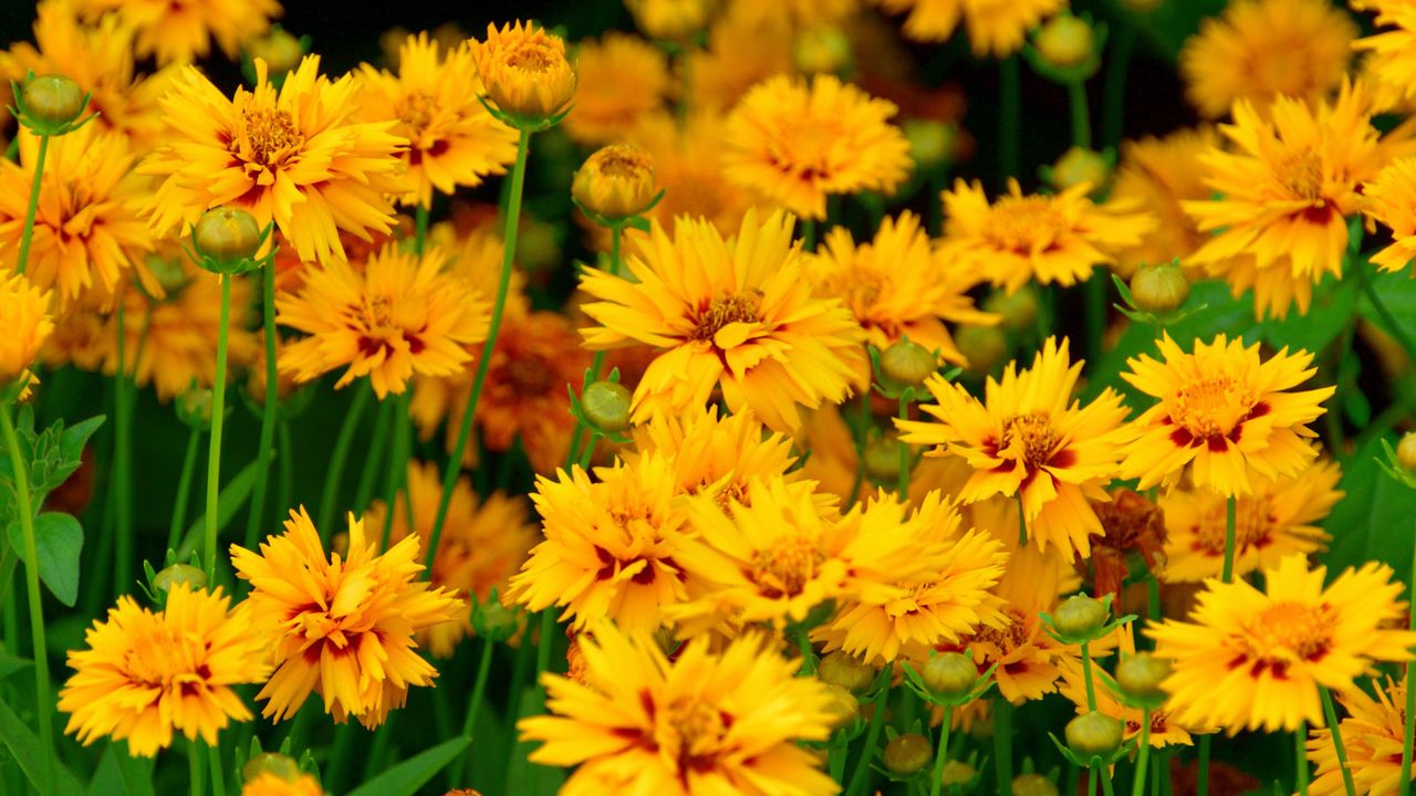 coreopsis growing in garden bed