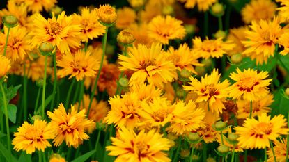 coreopsis growing in garden bed