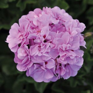 lavender geranium flower