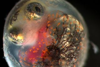 : Gulf killifish embryo shows the effects of exposure to oil sediments from the 2010 Deepwater Horizon spill.