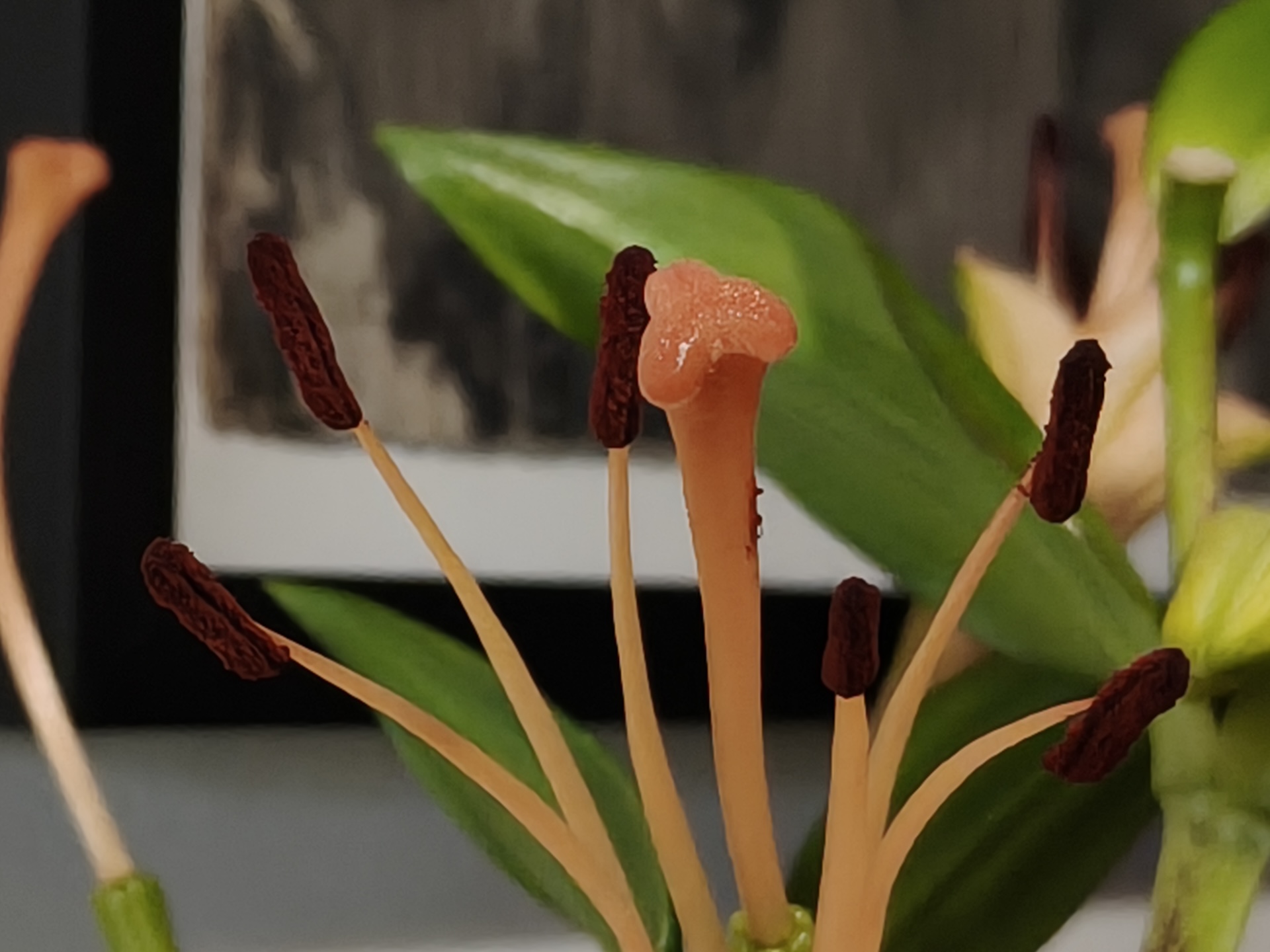 realme GT8 Dream Edition