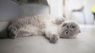 Scottish fold cat lying on floor