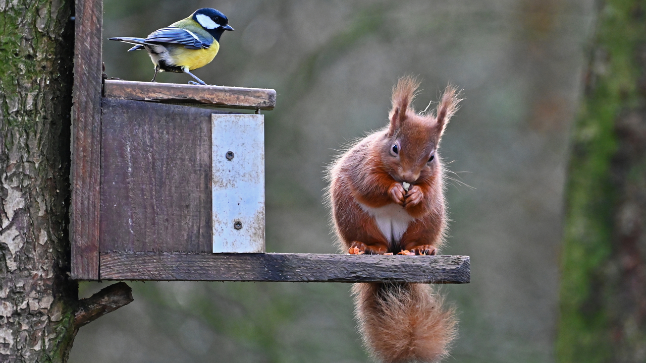 Red Squirrels At RSPB Loch Leven Nature Reserve.