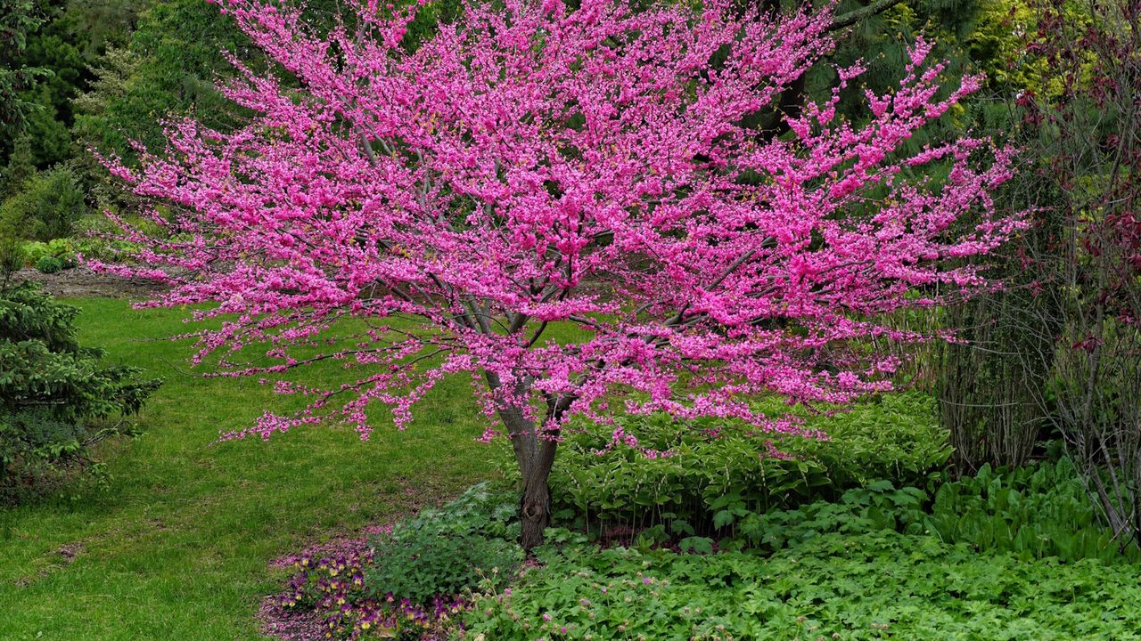 Redbud tree with pink blossom in a garden