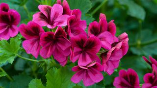 picture of pink geraniums