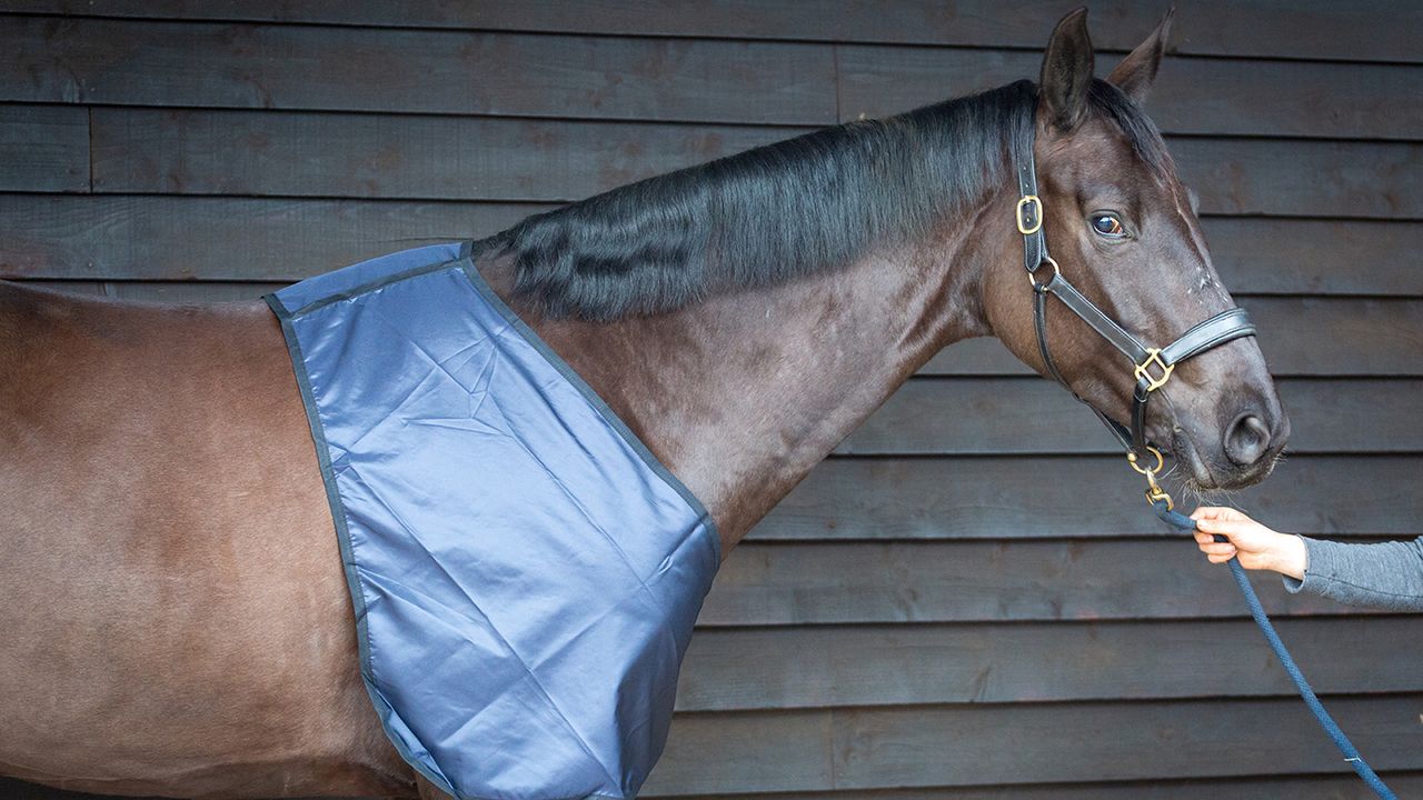 Bossy&rsquo;s Bib review