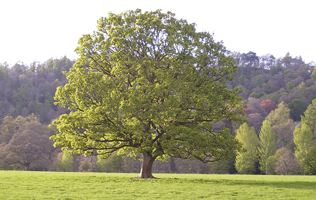 2-sycamore-tree