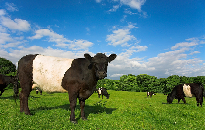 BT1972 Belted Galloway Cattle in Lancashire