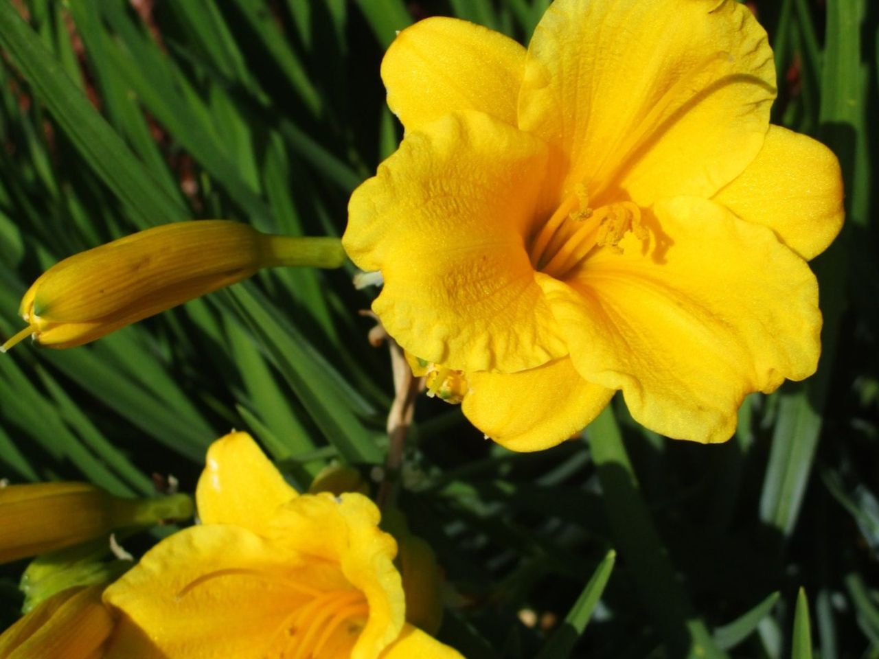 Yellow Stella D&amp;#39;Oro Daylilies