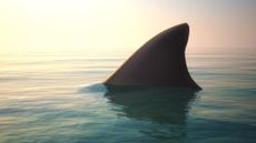 A shark fin above the water at dusk