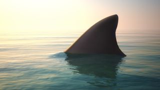 A shark fin above the water at dusk