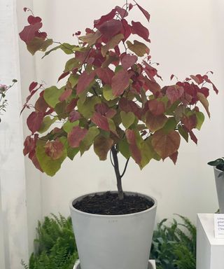 Cercis canadensis Plant ‘Eternal Flame’®