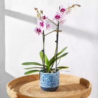 The Speckled Orchid | was £35.00, now £28.00 at Bloom &amp; Wild