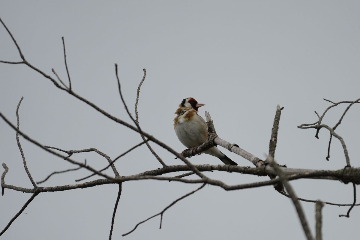 Sony RX10 V bridge camera sample gallery, a goldfinch on a branch in low light