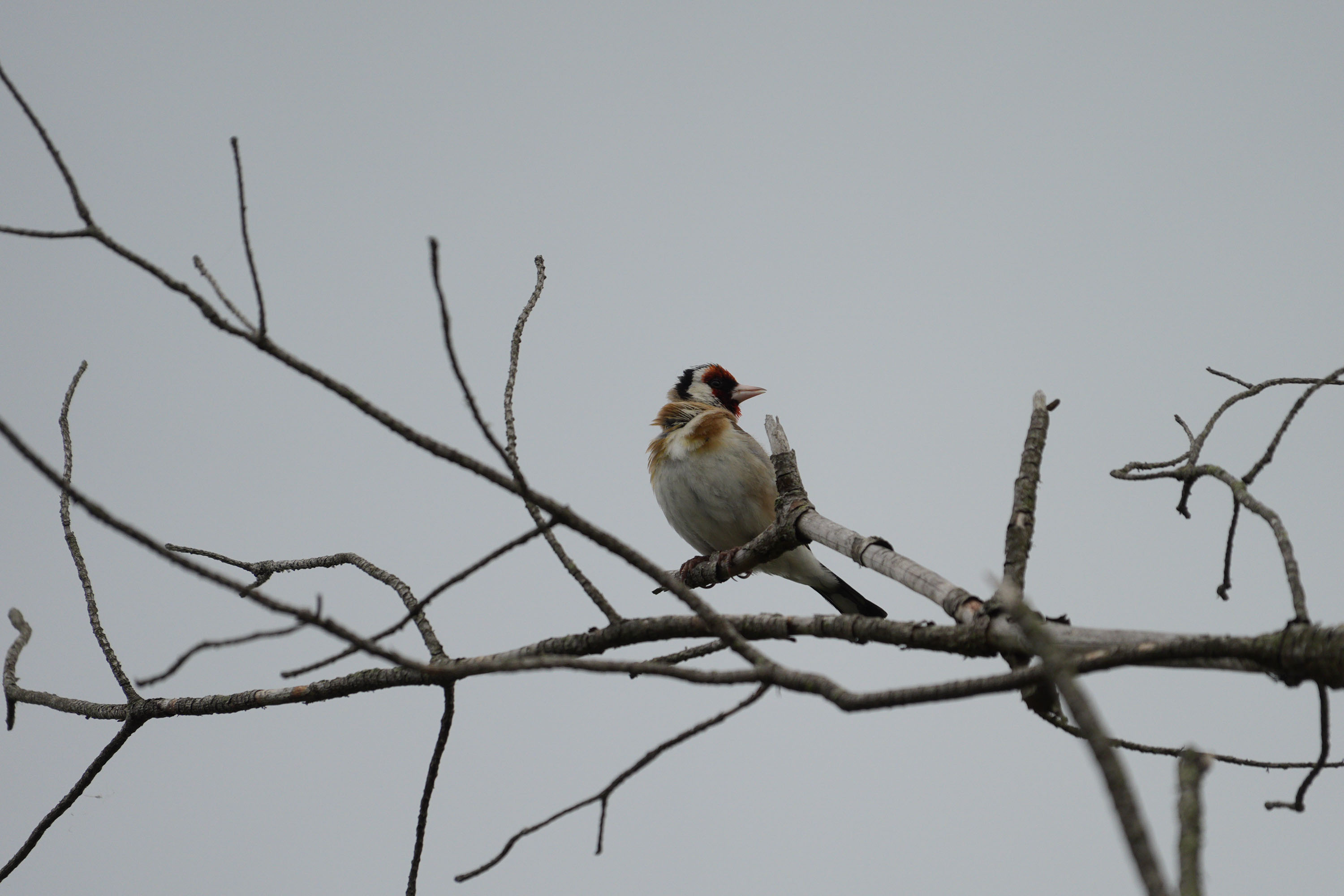 Sony RX10 V bridge camera sample gallery, a goldfinch on a branch in low light