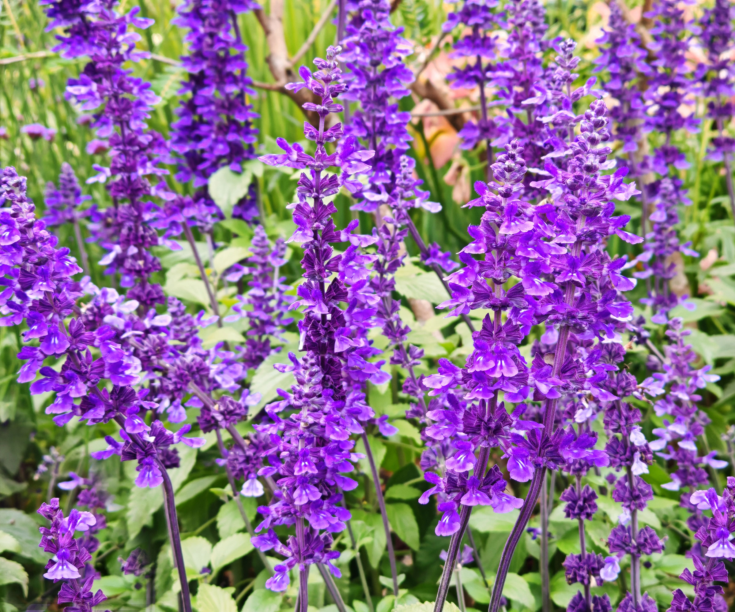 mealycup sage with vibrant purple flower heads
