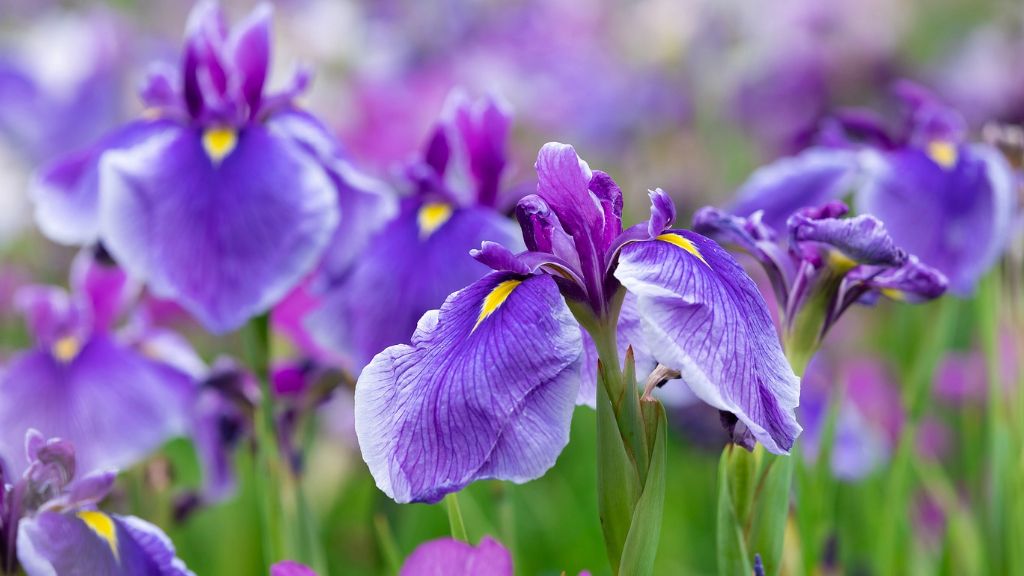 purple iris flowers 