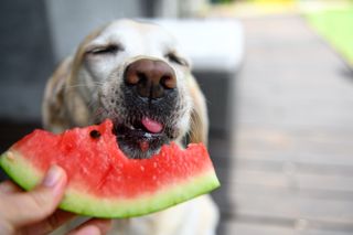 Dogs eat watermelon