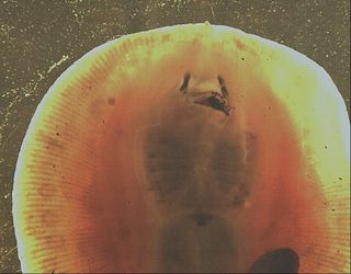 The freshwater stingray <em>Potamotrygon motoro</em> from the Amazon Basin, chewing on a meal.