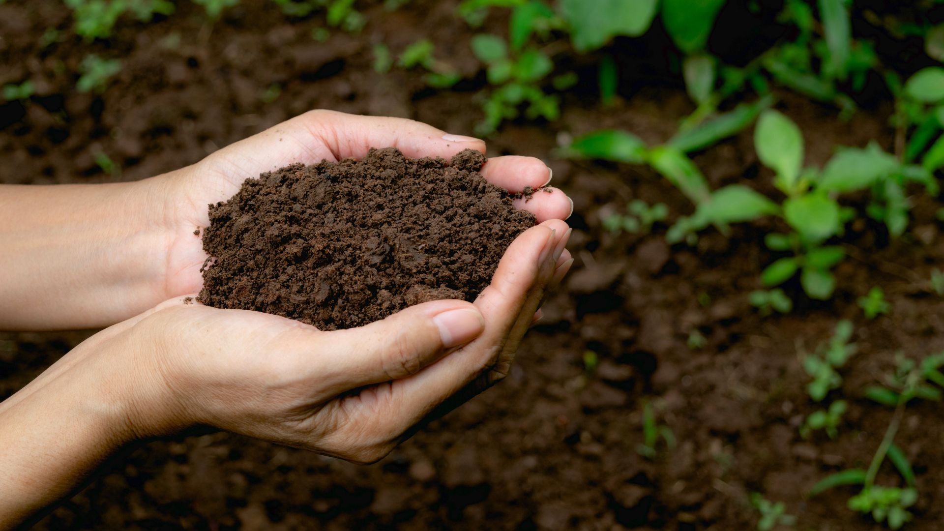 picture of woman holding soil in garden