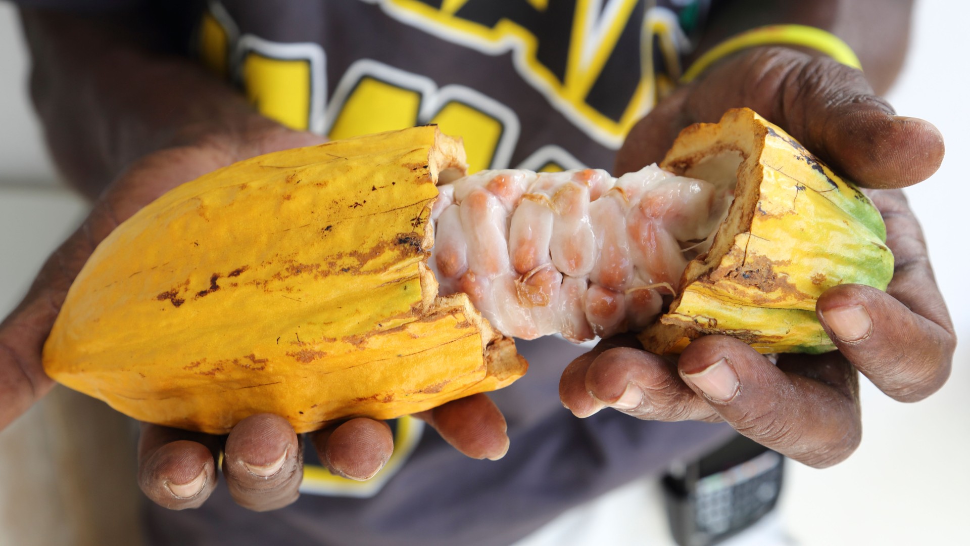 Homme local tenant une gousse de cacao fraîchement ouverte avec de la pulpe de fèves de cacao à l'intérieur.