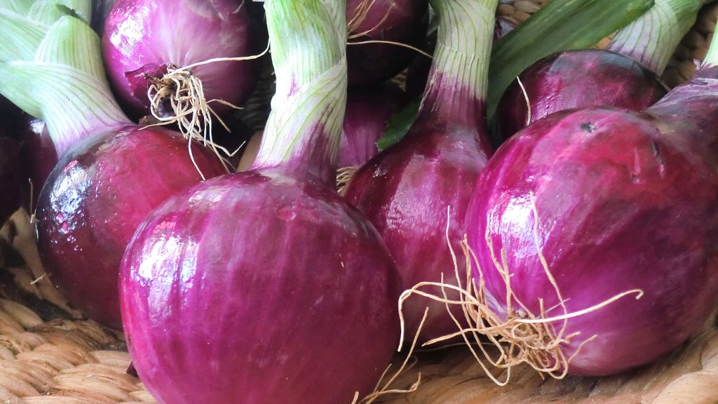 close up of red (purple) onions 