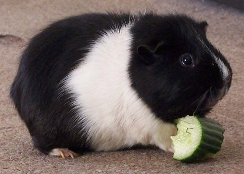 Guinea Pig Facts Live Science