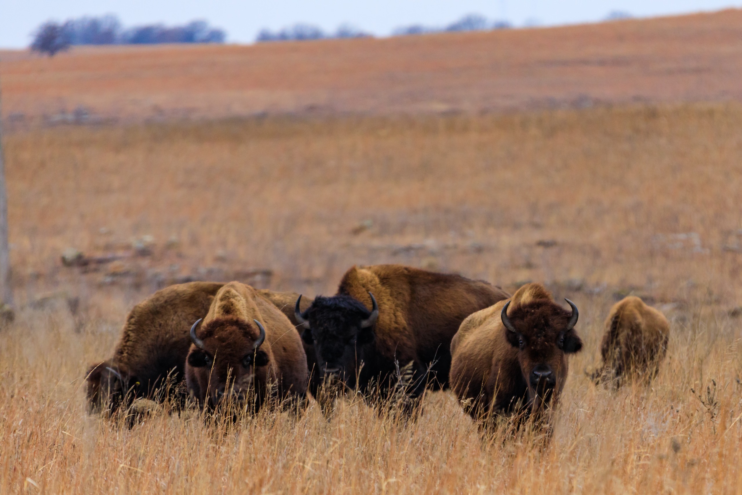 Bison at Tallgrass Prairie National Preserve in Kansas