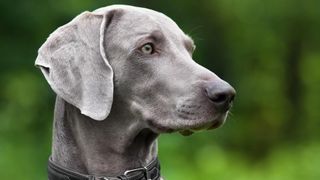 Headshot of weimaraner